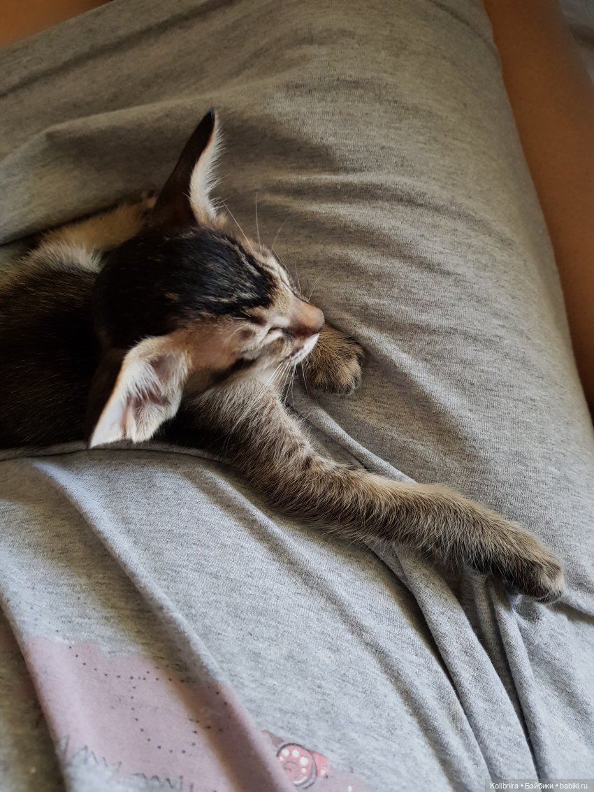 Год Кота или Кролика? Конечно Кота