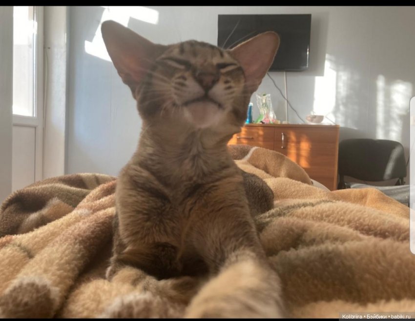 Год Кота или Кролика? Конечно Кота