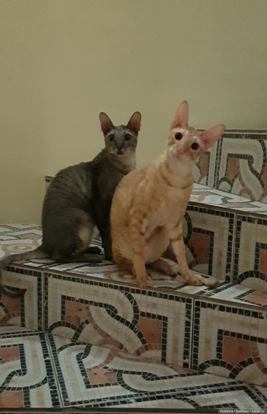 Год Кота или Кролика? Конечно Кота