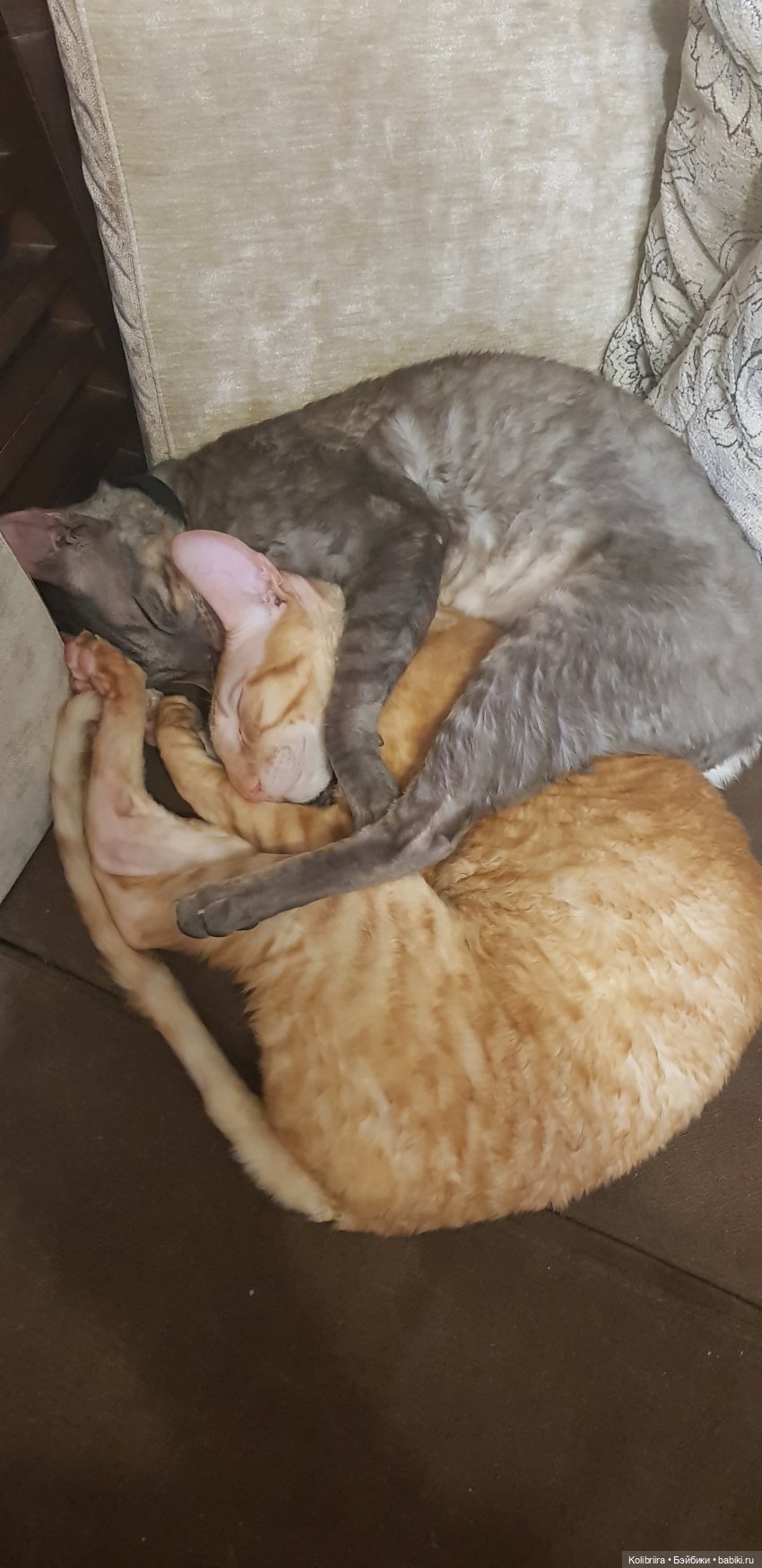 Год Кота или Кролика? Конечно Кота