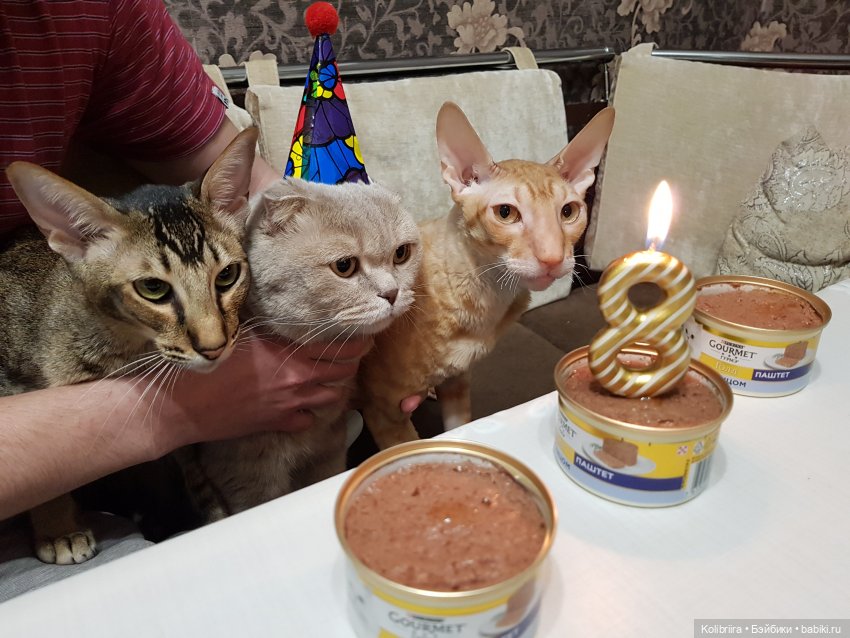 Год Кота или Кролика? Конечно Кота (фото 7)