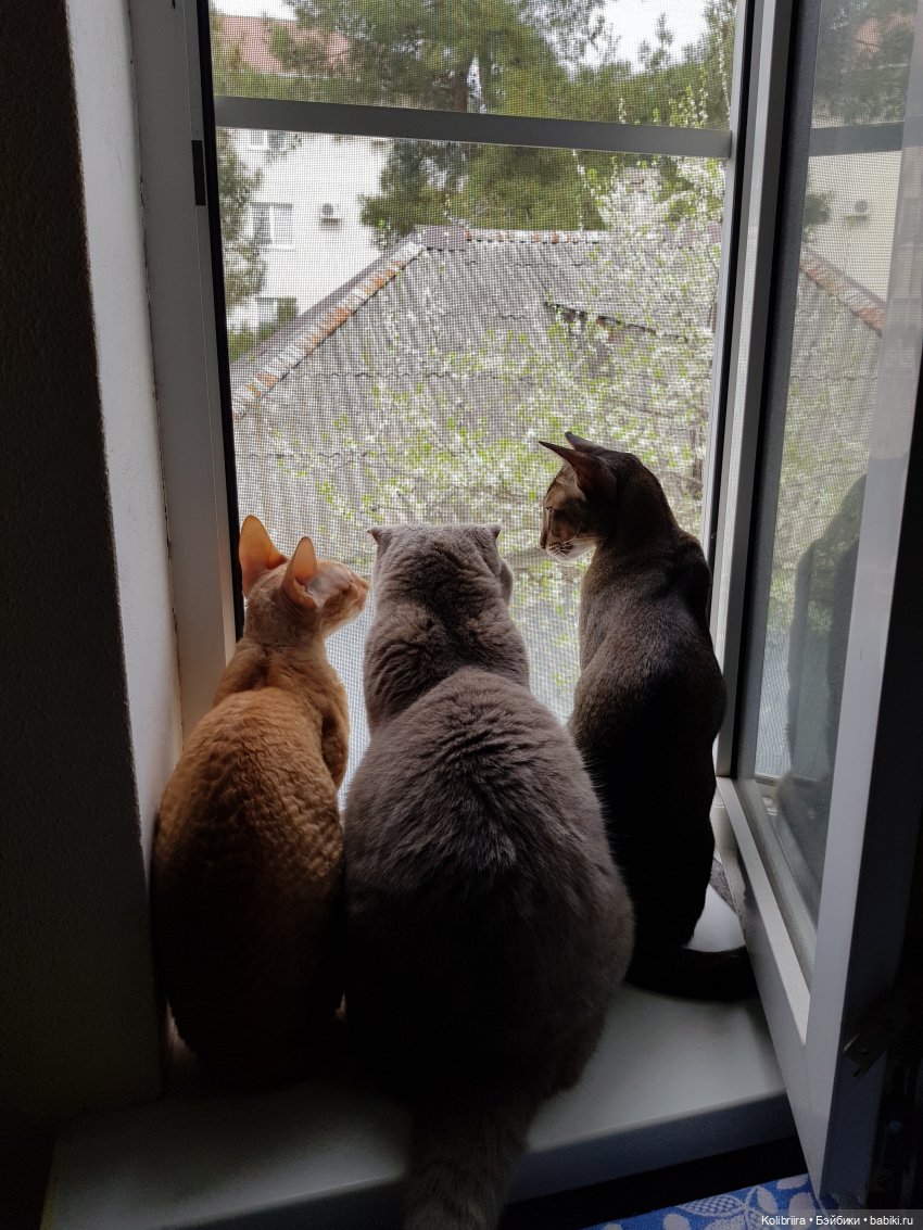 Год Кота или Кролика? Конечно Кота