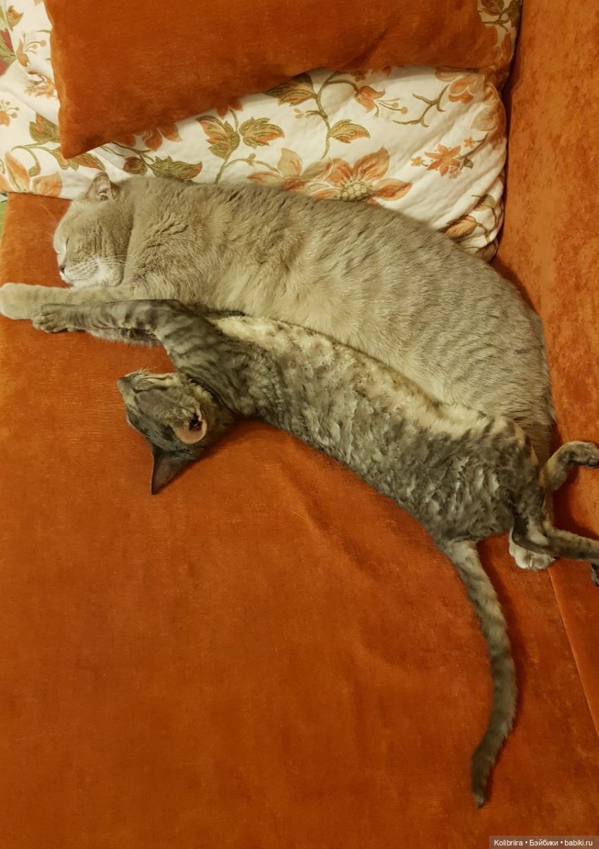 Год Кота или Кролика? Конечно Кота