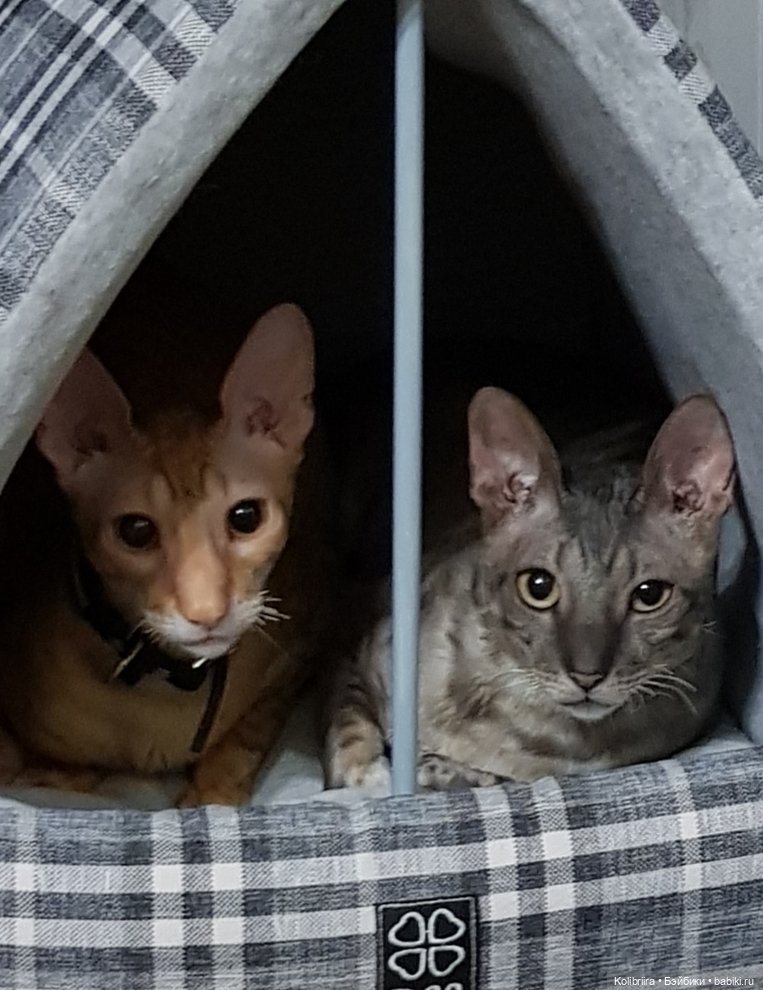 Год Кота или Кролика? Конечно Кота