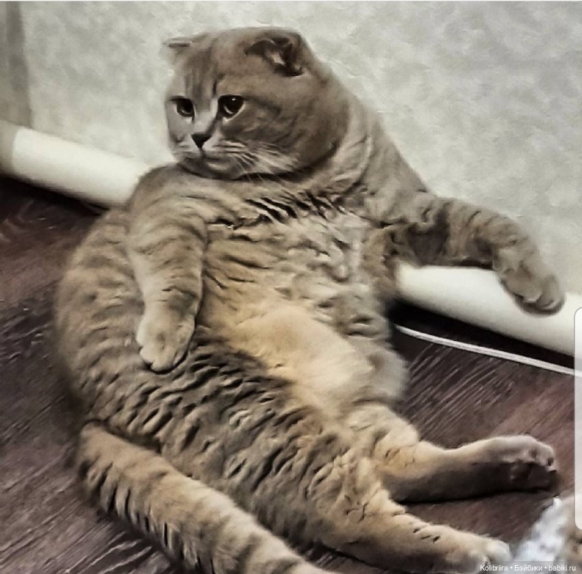 Год Кота или Кролика? Конечно Кота (фото 2)