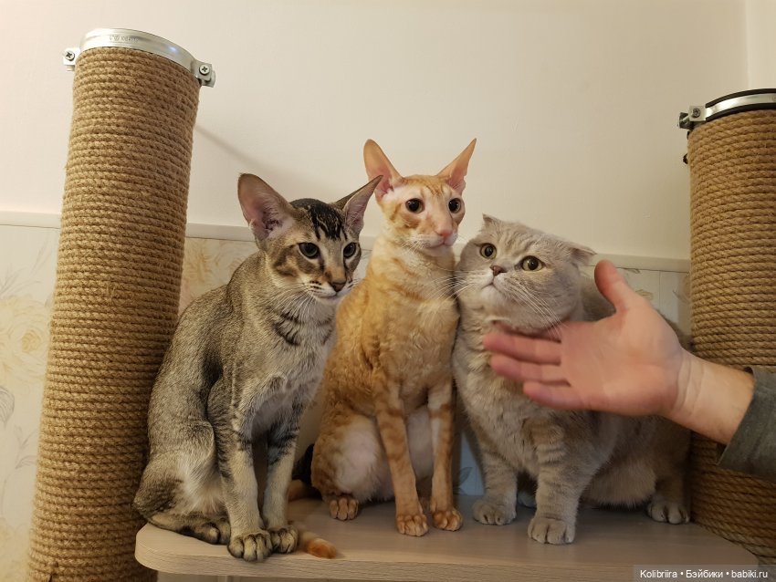 Год Кота или Кролика? Конечно Кота