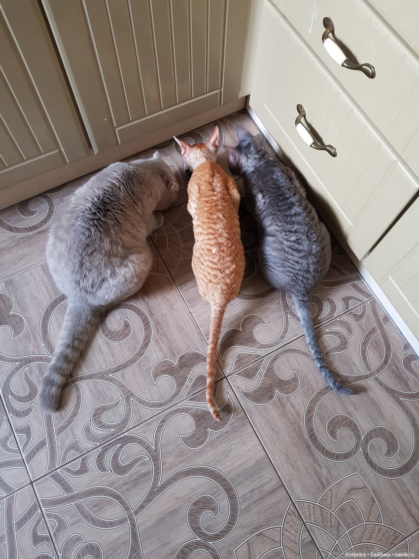 Год Кота или Кролика? Конечно Кота