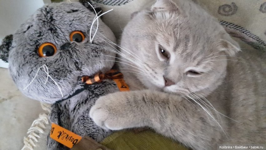 Год Кота или Кролика? Конечно Кота (фото 5)