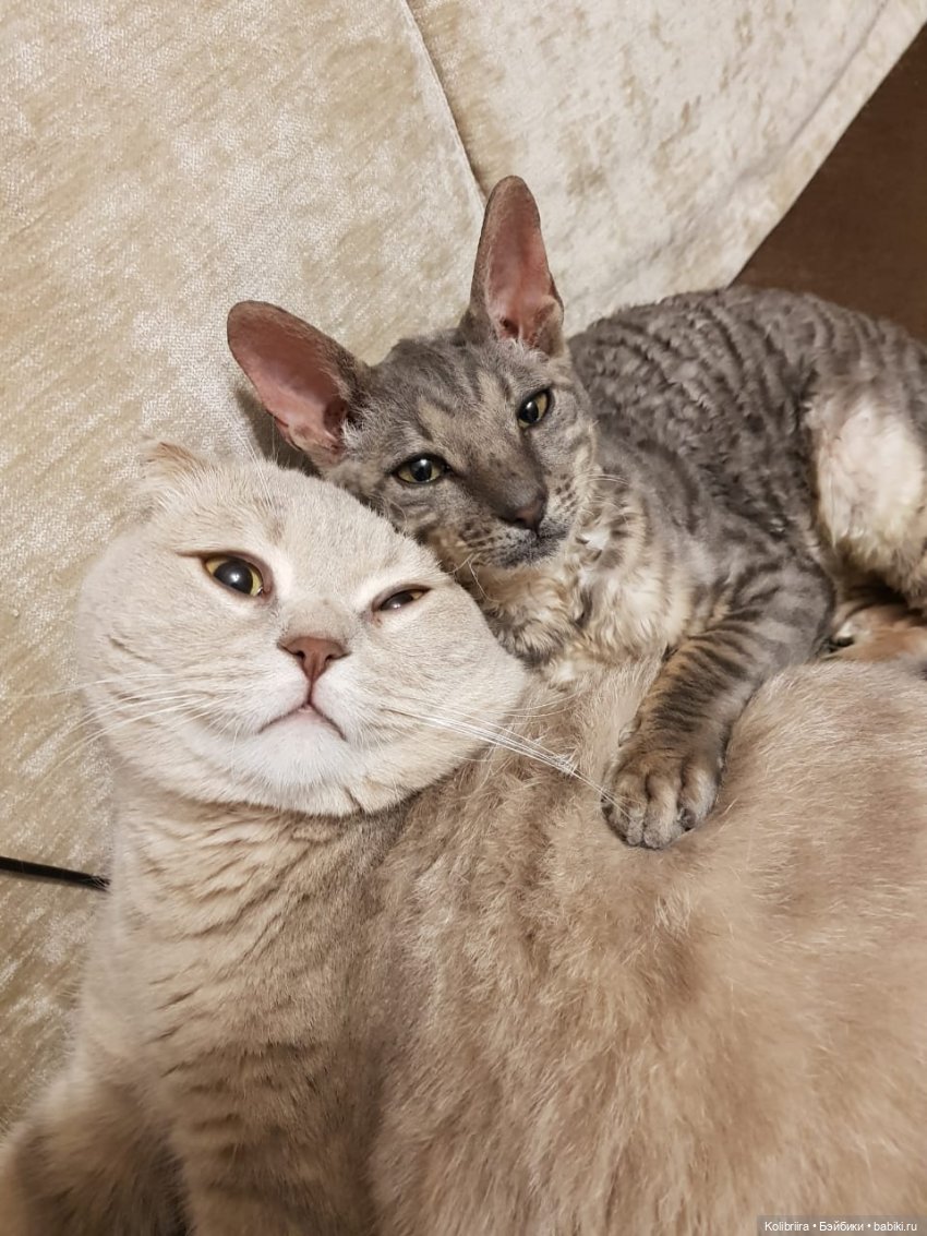 Год Кота или Кролика? Конечно Кота