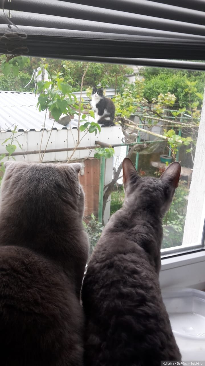 Год Кота или Кролика? Конечно Кота