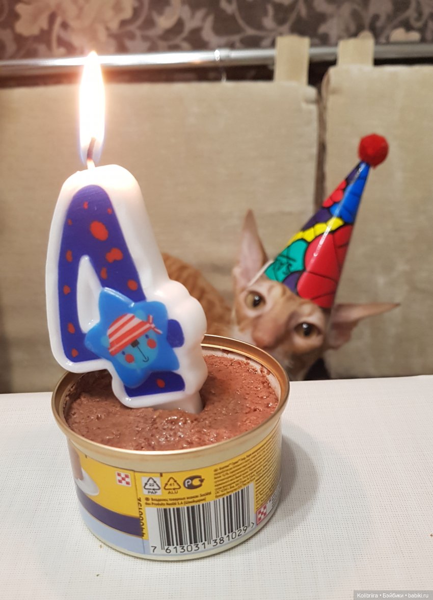 Год Кота или Кролика? Конечно Кота