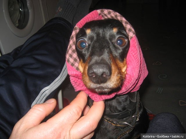 Год Кота или Кролика? Конечно Кота