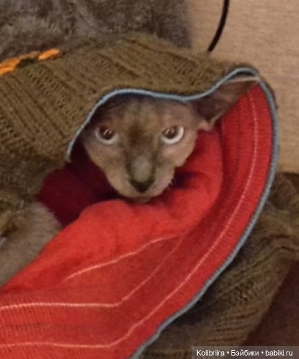 Год Кота или Кролика? Конечно Кота