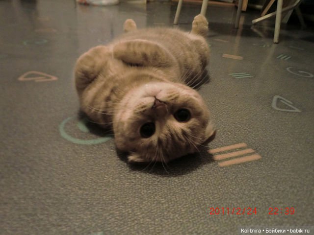 Год Кота или Кролика? Конечно Кота