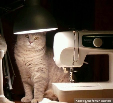 Год Кота или Кролика? Конечно Кота (фото 4)