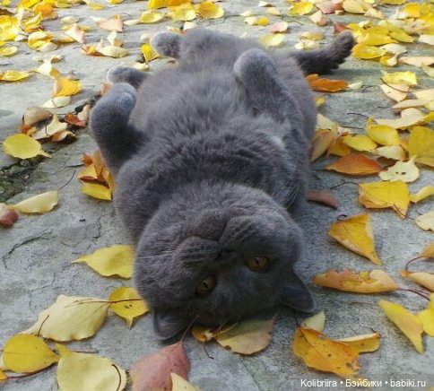 Год Кота или Кролика? Конечно Кота