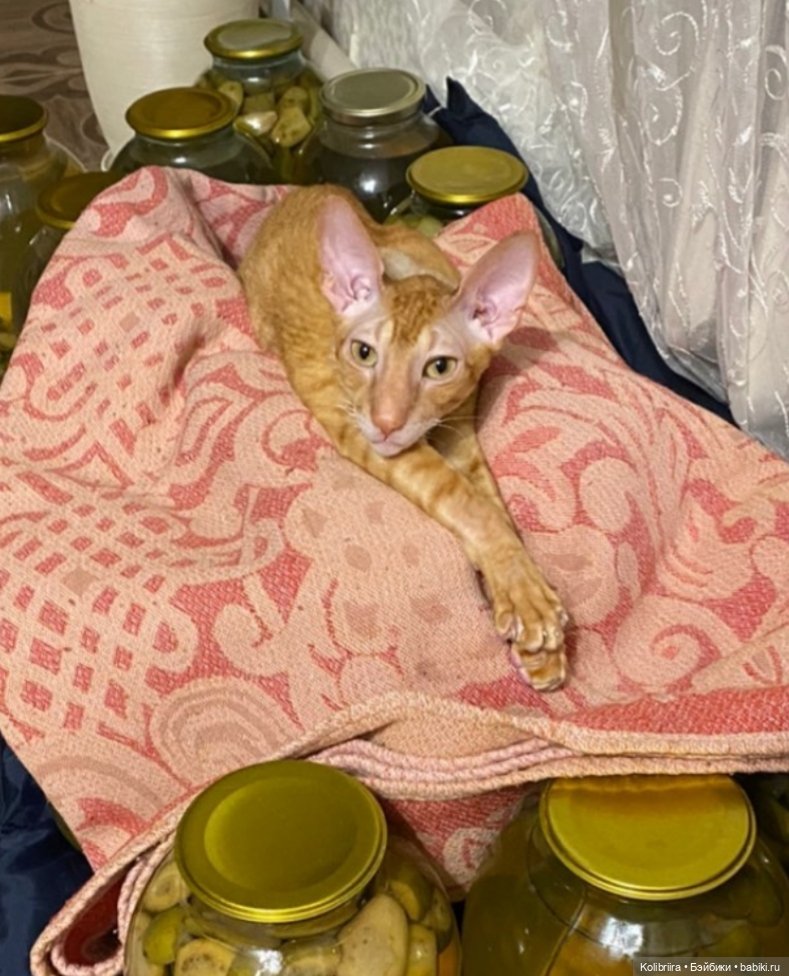 Год Кота или Кролика? Конечно Кота