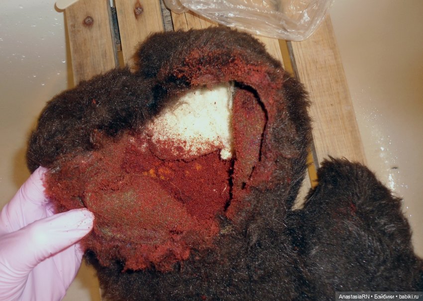 О том, как у меня Олимпийский Мишка гостил (фото 4)