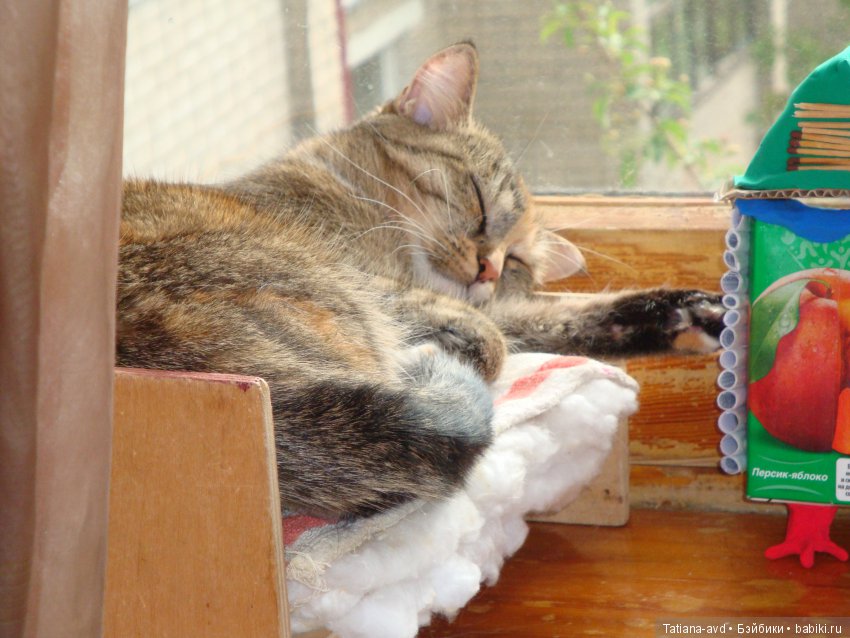 Моя проказница — В мире животных: смешные фото питомцев и зверей (фото 5)