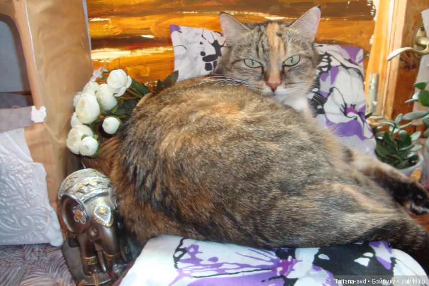 Моя проказница — В мире животных: смешные фото питомцев и зверей (фото 4)