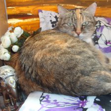 Моя проказница