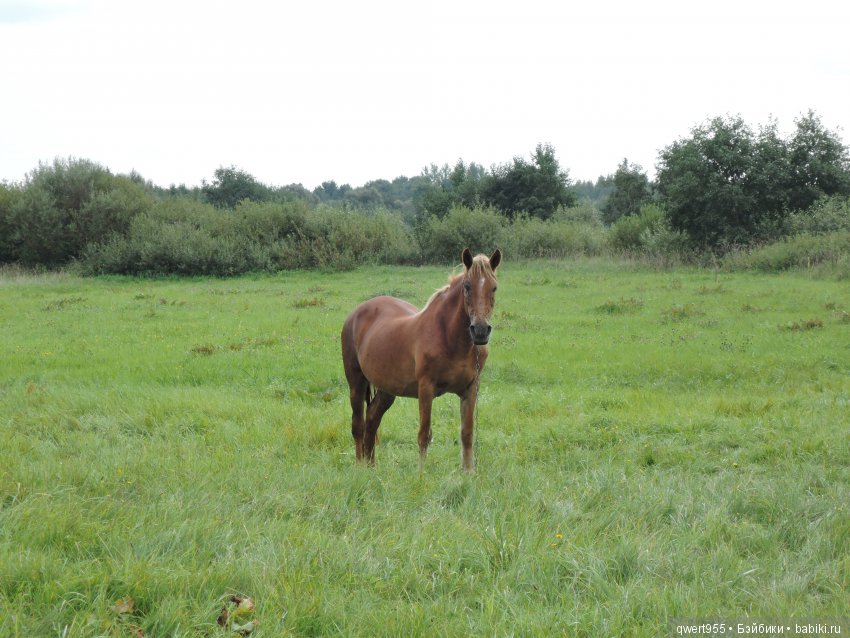 Везу с собой солнышко или незабываемое путешествие Вареньки в Беларусь
