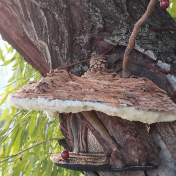 Вход в дерево