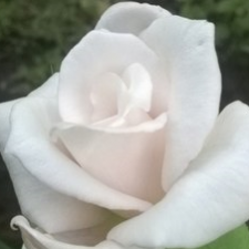 Хочу поблагодарить