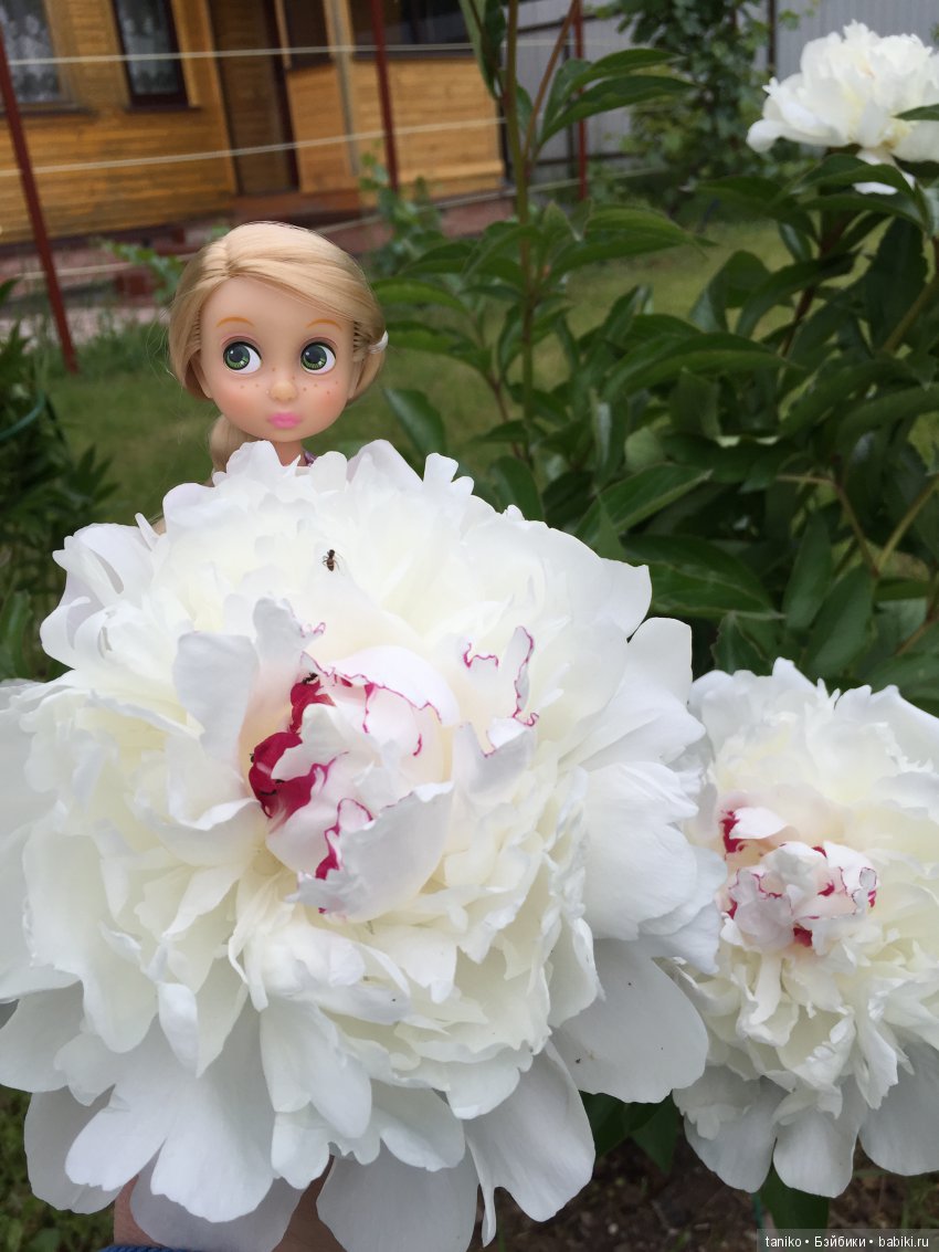 Цветы и куклы — Болталка и разговоры обо всем: жизнь