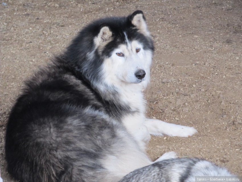 Прогулка по Этномиру 2 — Туризм и путешествия: фотоотчеты из поездок