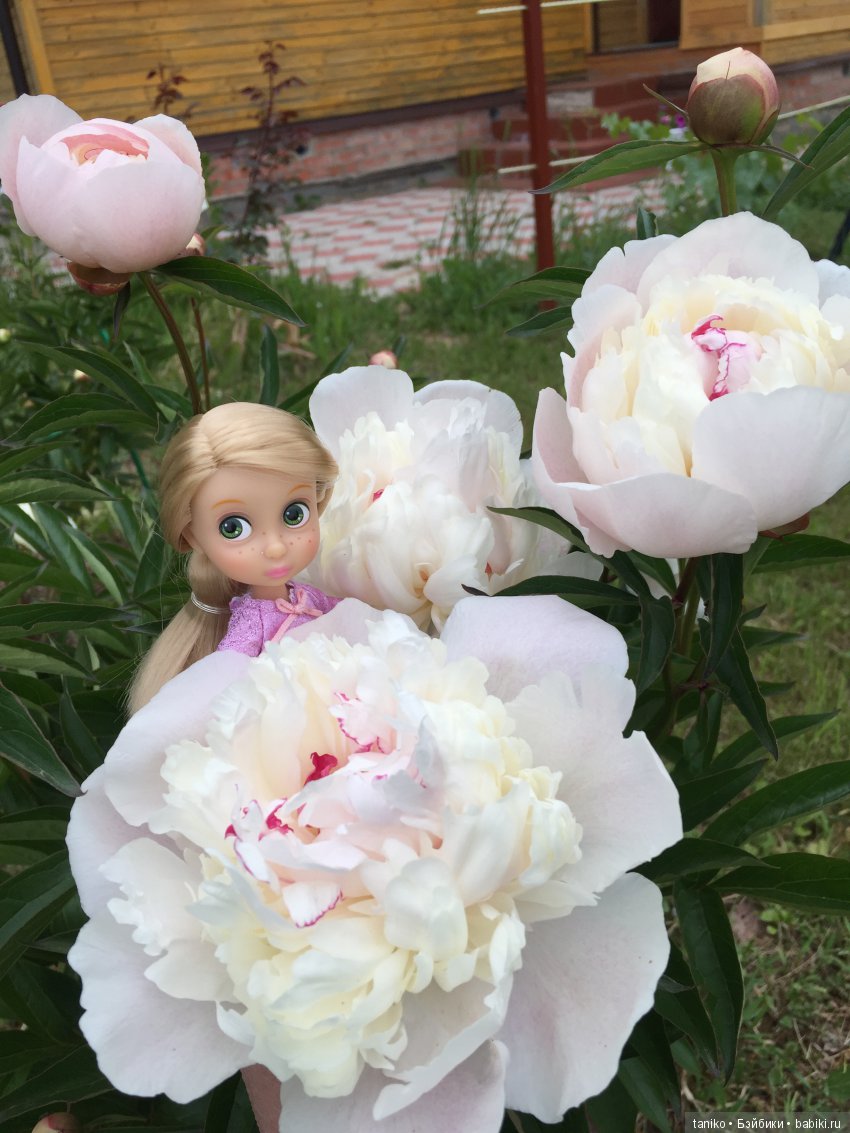 Цветы и куклы — Болталка и разговоры обо всем: жизнь (фото 10)