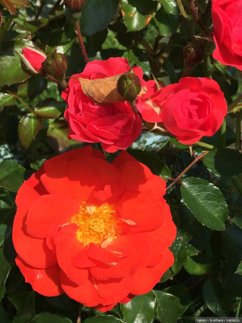 Цветы и куклы (продолжение)