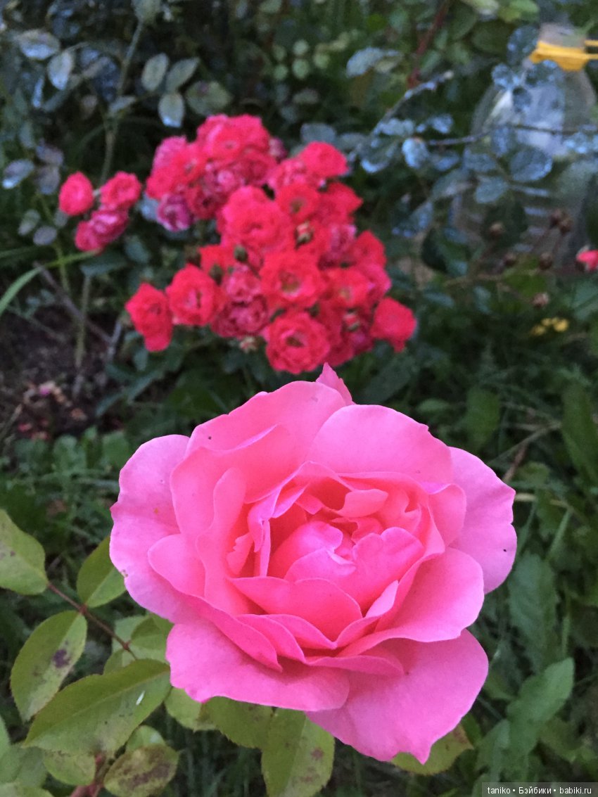 Цветы и куклы (продолжение) | Бэйбики Цветы и куклы (продолжение)