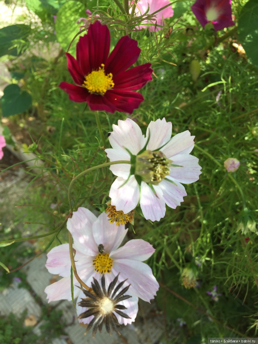 Цветы и куклы (продолжение) | Бэйбики Цветы и куклы (продолжение)