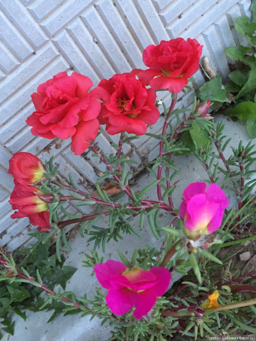 Цветы и куклы (продолжение) | Бэйбики Цветы и куклы (продолжение)