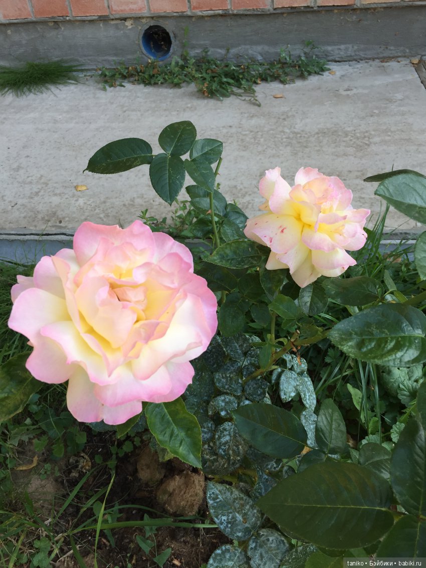 Цветы и куклы (продолжение) | Бэйбики Цветы и куклы (продолжение)