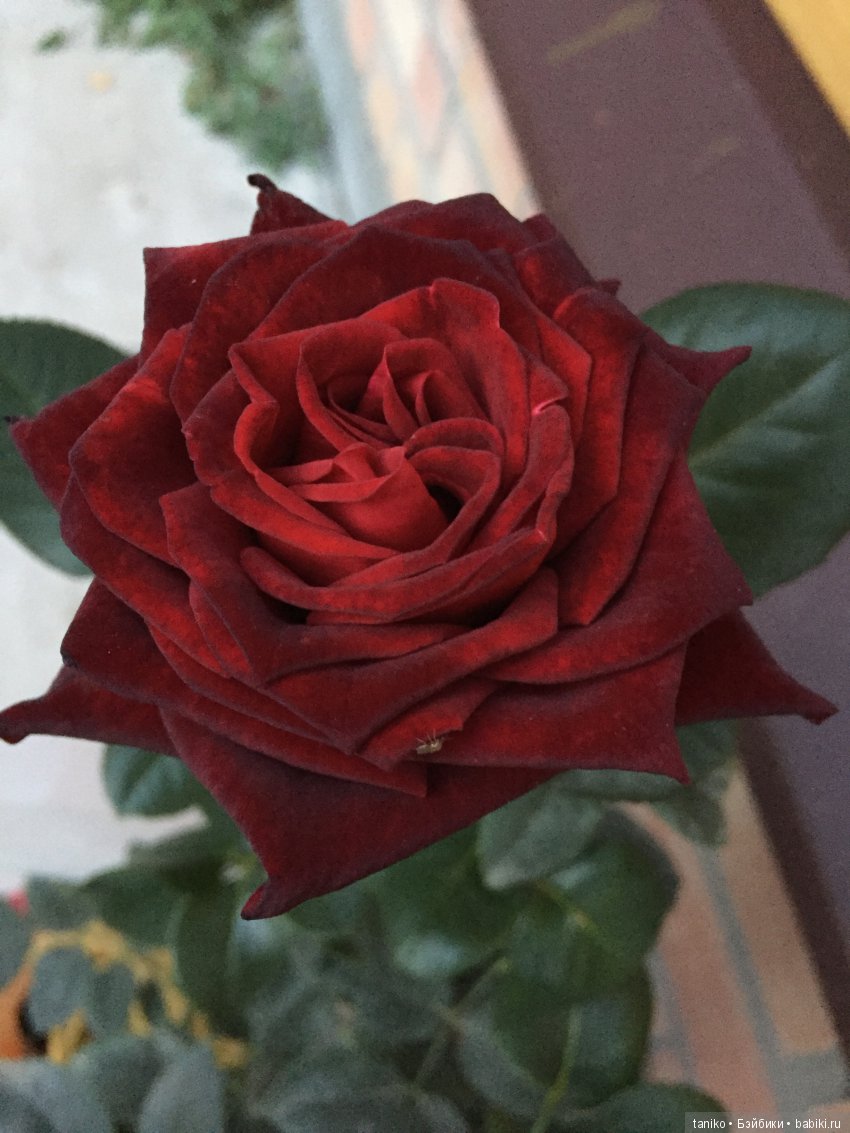 Цветы и куклы (продолжение) | Бэйбики Цветы и куклы (продолжение)