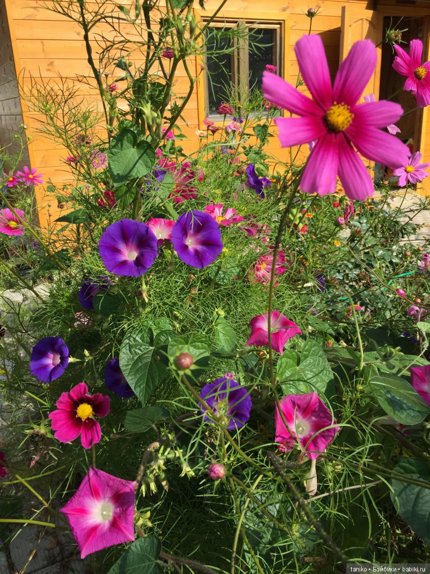 Цветы и куклы (продолжение) | Бэйбики Цветы и куклы (продолжение)