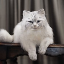 Кошечка Белая длинношерстная. Игрушка в стиле натюр