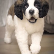 Сенбернар. Живая игрушка