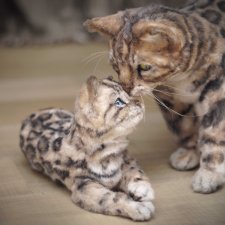 Семья бенгальских кошек. Реалистичные игрушки