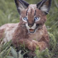 Семья каракалов. Реалистичные игрушки