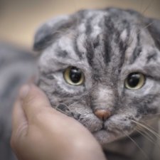 Шотландский вислоухий котик. Реалистичная игрушка