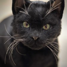 Черный кот - реалистичная игрушка