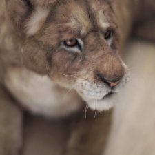 Львица. Реалистичная игрушка