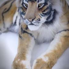 Тигр . Реалистичная игрушка