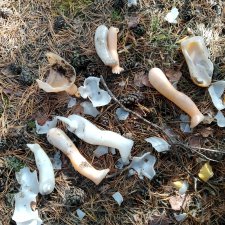 Куклы в лесу