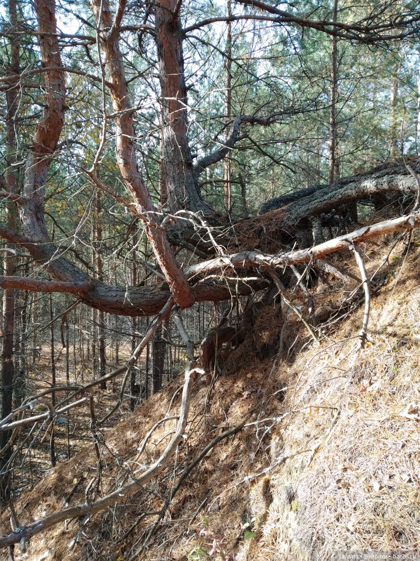 Куклы в лесу — Игрушки СССР и советского детства: резиновые (фото 2)