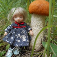 Поход за грибами