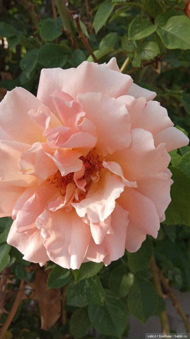 Просто добрый день | Бэйбики Просто добрый день — Болталка и разговоры обо всем: жизнь (фото 7)